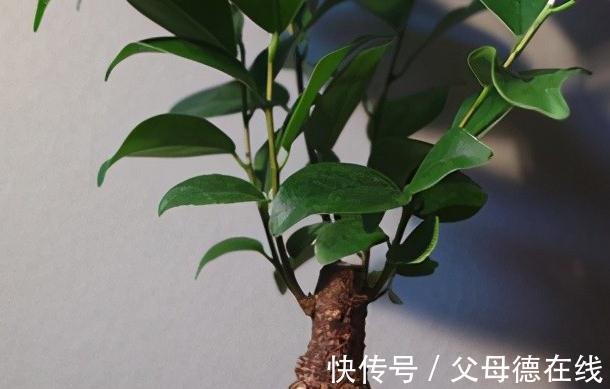 盆景|榕树盆景形态九美,要想养护好,这2个关键点要掌握