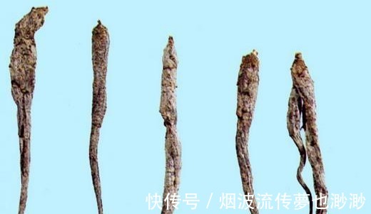 盆栽|农村这野草,长得漂亮常被挖走当盆栽,却不知是珍贵的“土人参”