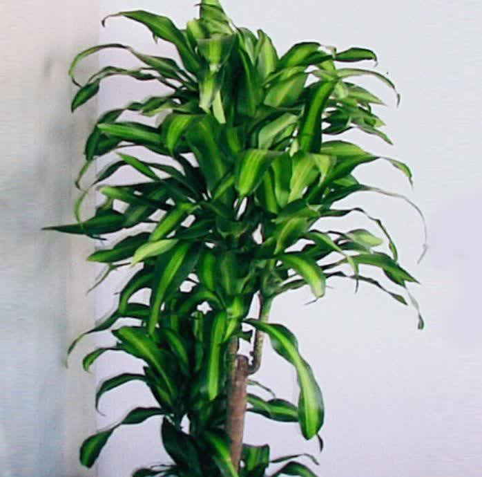 超好养的4种花，越不浇水越爆盆，寓意吉祥人人爱，家里养真适合