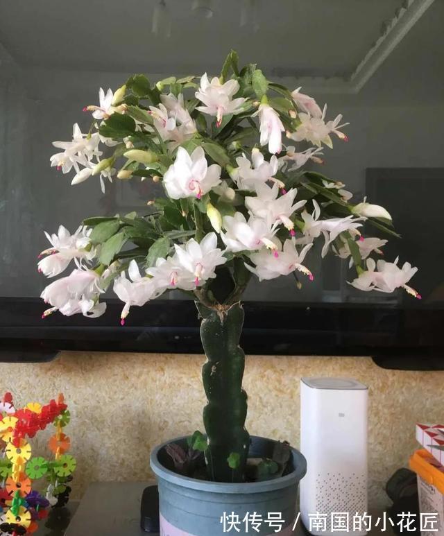 满盆|养长寿花君子兰蟹爪兰，做好“二大一勤”，枝繁叶茂，花开满盆