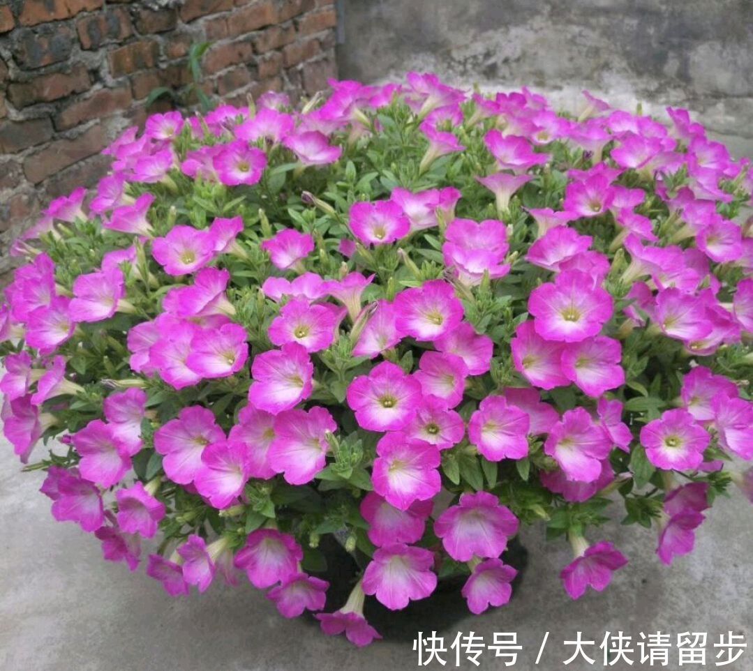 兰花|“人养花三年,花养人一生!”家居盆花100种,总有几款你喜欢