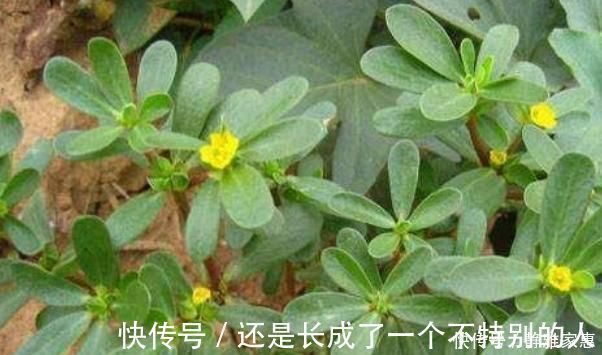 马齿笕|马齿苋加一宝,白发变黑发,坚持15天,身体还会出现大变化