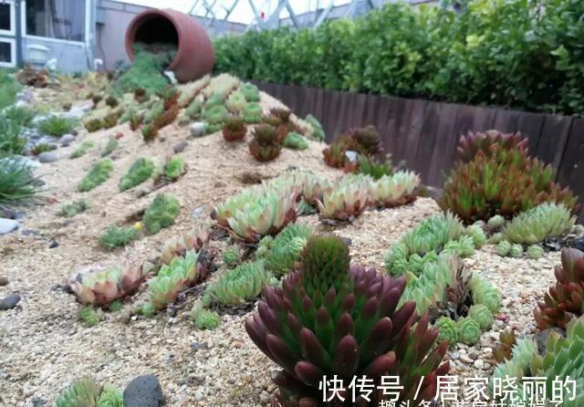 5种多肉,多晒晒就“脸红”,颜值高爱爆盆,是多肉佳品