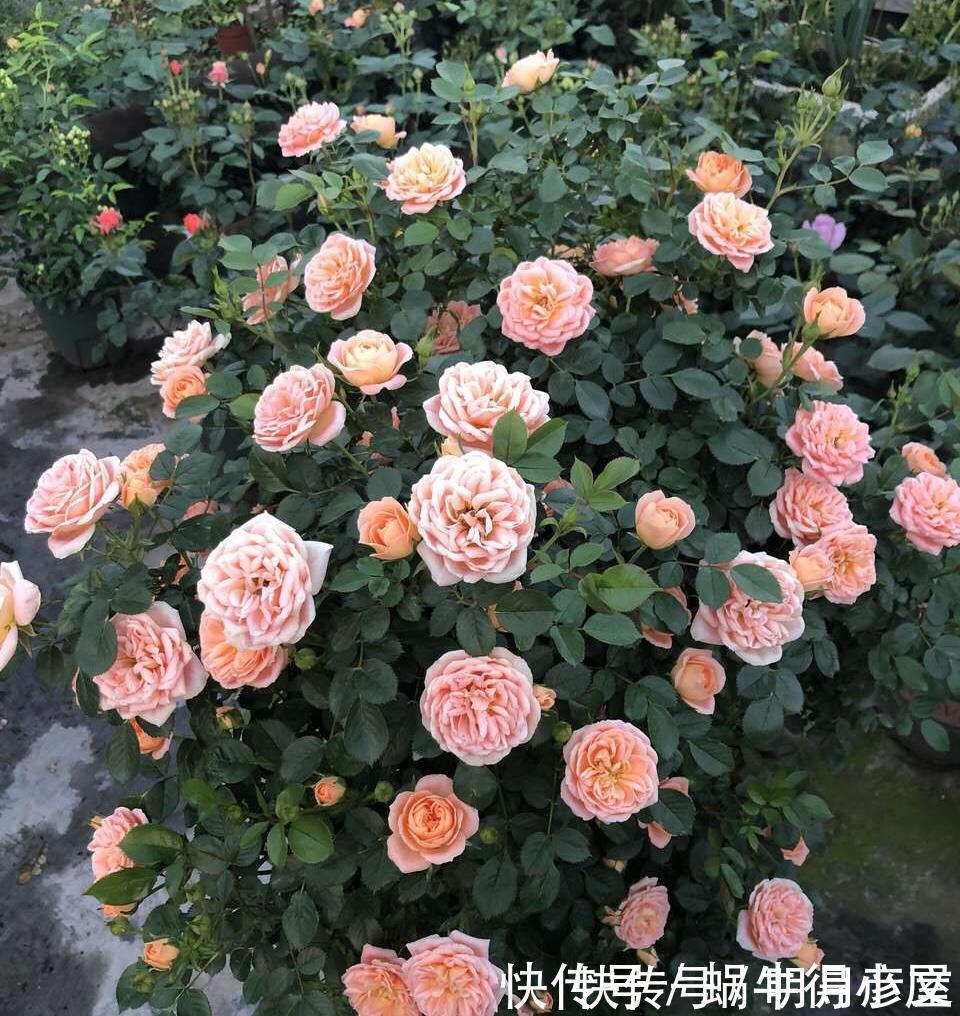 橘子皮|淘米水中加点“料”，成为“万能水”，养花浇一点，啥花都旺