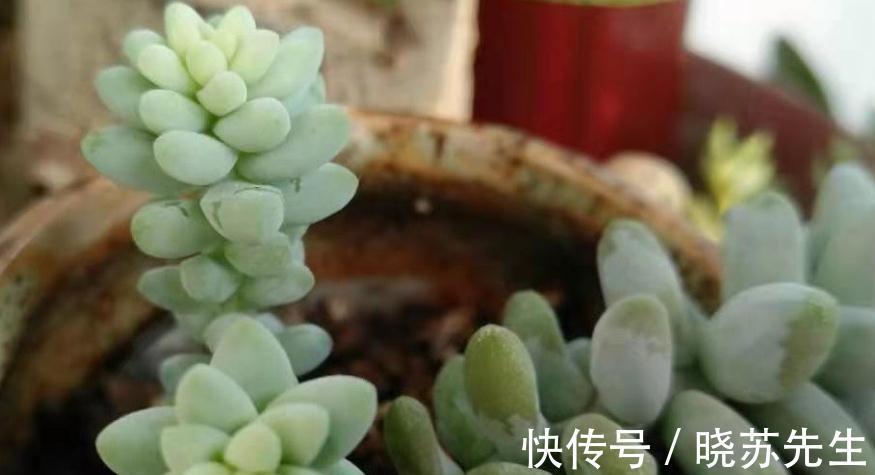 多肉上盆做好这四点,服盆快生长好,爆盆容易状态好