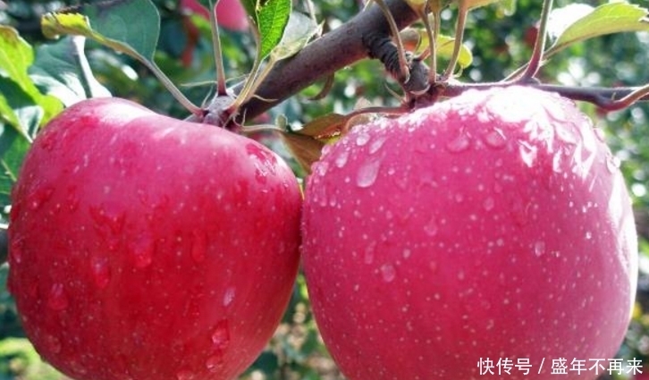 水果营养丰富促健康,营养师:以下4种水果蒸着吃,功效翻倍