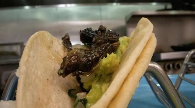 巧克力|美食专家鼓励美国民众抓蝉吃：别嫌弃！可炒可炸！