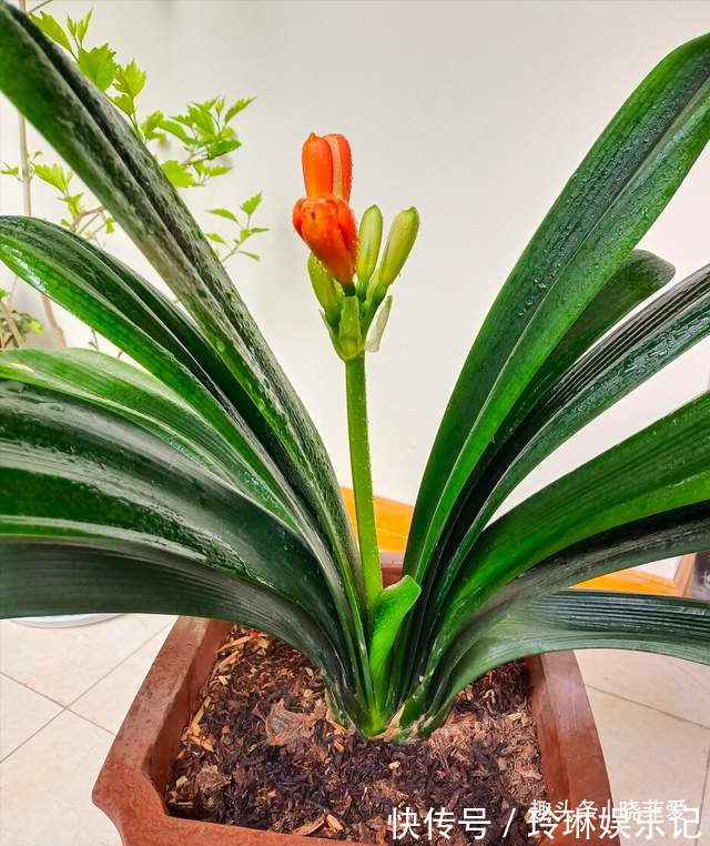 4种好运花,“养人”又吉祥,放在家里显“高级”,建议养一盆