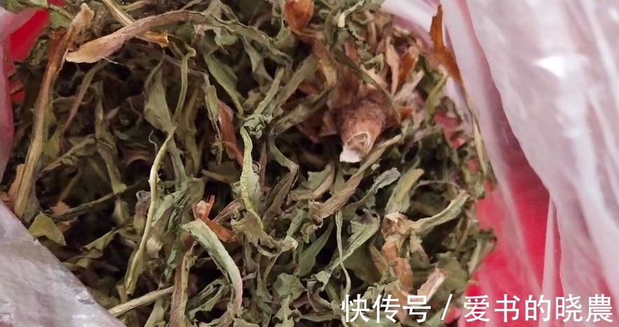 蒲公英|天然“青霉素”被找到，隔三岔五吃，杀菌消炎防感冒，别不懂吃！