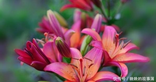 花店这种花价格不便宜 自己种却相当简单