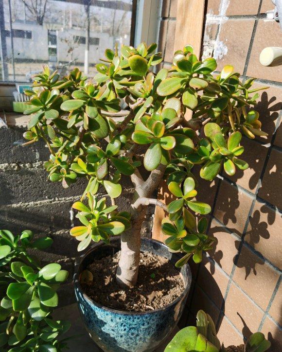 老桩|6种富贵花,全都“寿命长”,轻松养成老桩,越大越“旺家”