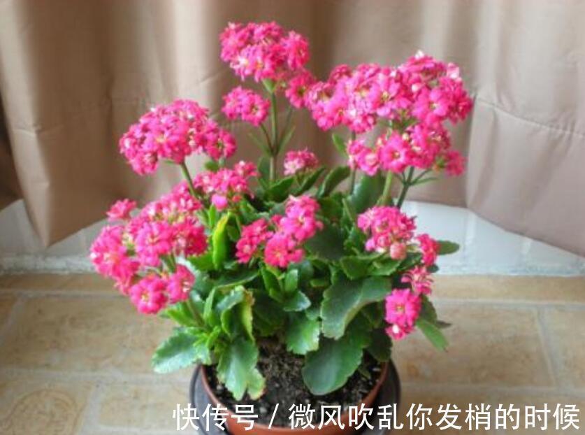 养花长不好教你几招,四季油绿,花比叶还多,养啥都爆盆