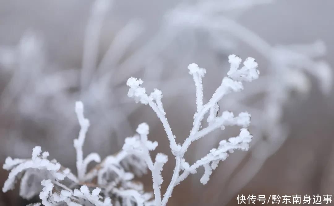 草场|太美了！ 台江红阳万亩草场出现雾凇景观