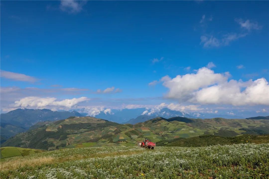 中药材|赏花、逛草甸、观贡嘎……汉源这个地方被“曝光”，太震撼！