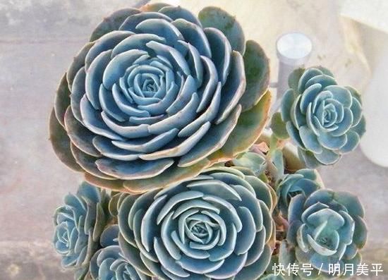 肉友|新人肉友慎入的这几款多肉,你了解多少,知道为什么吗?