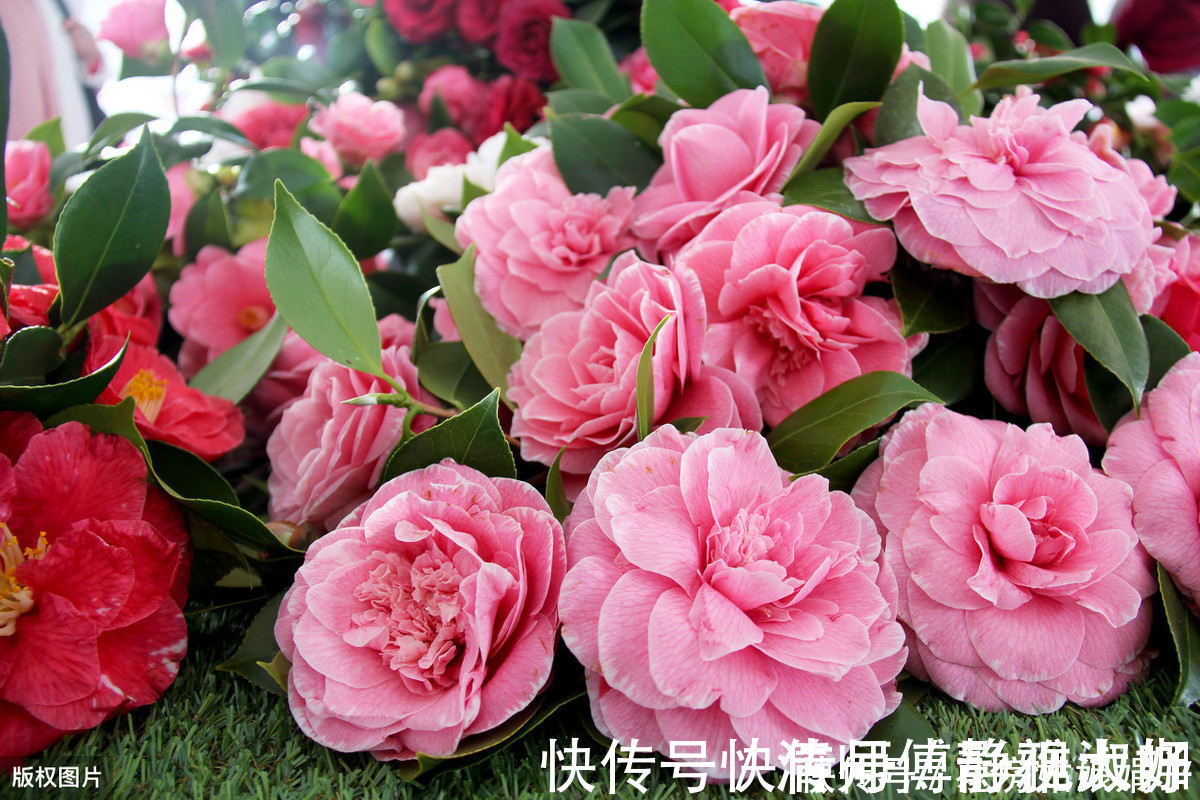 喷洒|爱吃醋的5种花,兑水喷一喷,叶子变得绿油亮,开花大又多