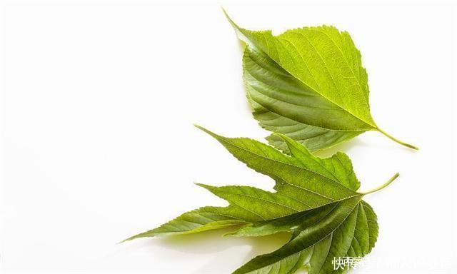 脱氧野尻霉素|喝桑叶水真的可以降血糖、降血脂吗你真的知道吗看专家的理解