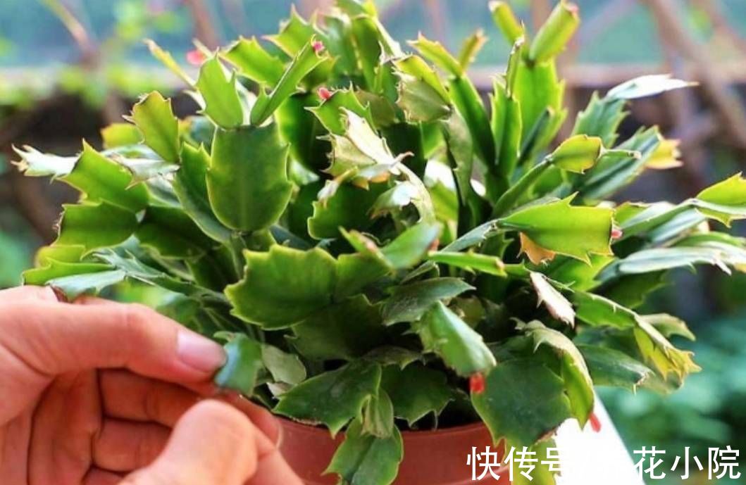 凉爽|9月天气凉爽，3种花再修剪一次，会开花更多