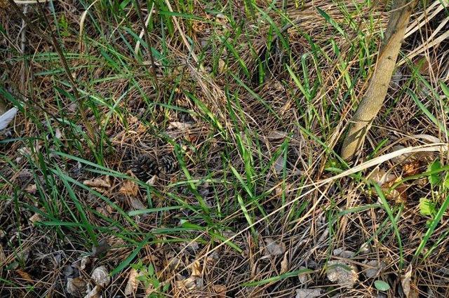 这野草看着像大蒜，其实价值更高，野生的不多见，人称“绵枣”