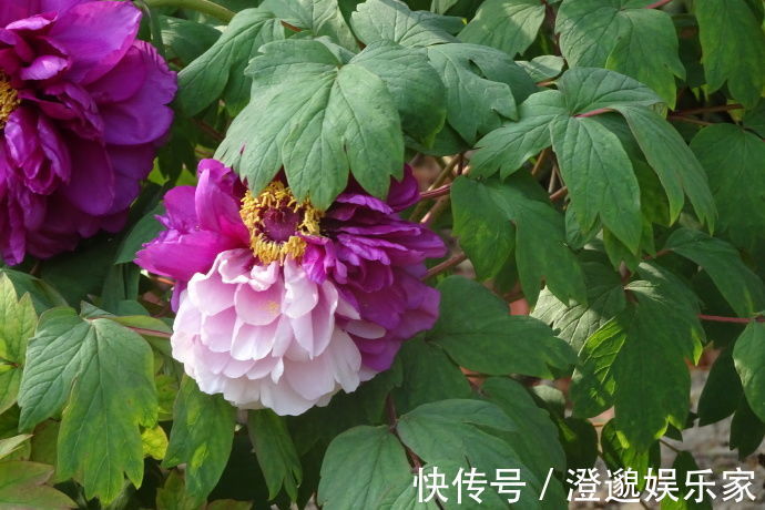 喜欢菊花,不如养盆“牡丹名品”紫二乔,一花开两色,绚丽多姿!