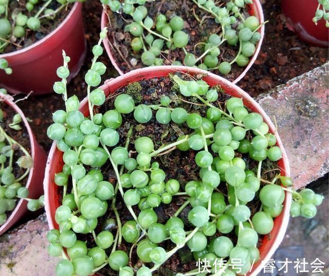 黄金万两|5种多肉刀枪不入,咋养咋活,扔花盆里长两月,都能溢出来