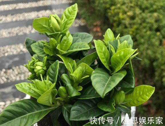 叶子|长寿的花苞迟迟不开用它喷两次,很快就能鼓起来!