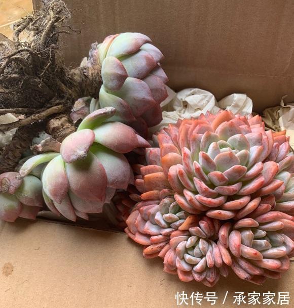 肉肉|新手肉友,最容易触犯的错误,喜欢买多肉,买回家又养不好
