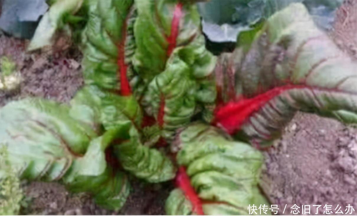 滋养|女人想不显老,推荐吃4种食物,排毒燃脂,滋养肌肤,延缓皱纹