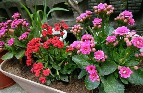 养花养个寓意好的,花色缤纷艳丽,好养如绿萝,一年四季都开花