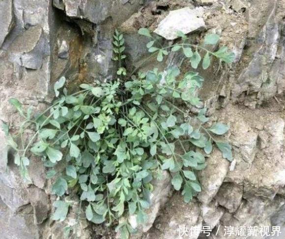 乡间路边,有1种“岩黄连”顽强,比车前草珍贵,下次遇到别乱挖