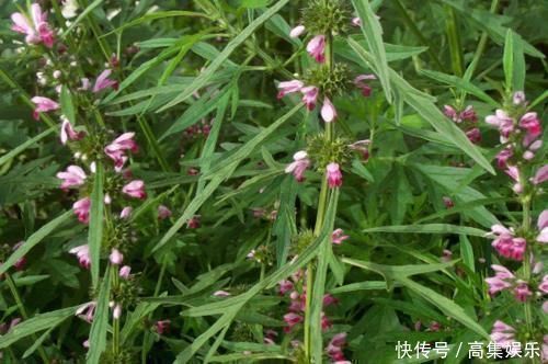 天然“青霉素”发现了,没事儿可劲儿吃,杀菌消炎,炎症或不敢“登门”