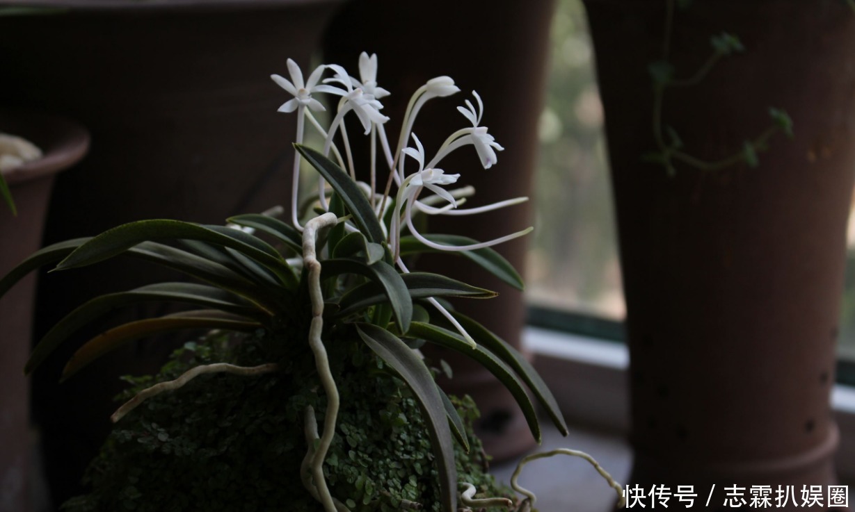 野外|野外寻回来的健康风兰,养在家里就黄叶烂根,好养活不代表随便养
