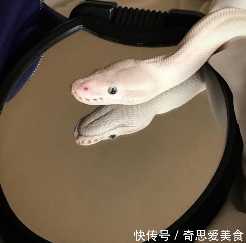 缘分|白蛇被女子养大,它喜欢看动画片,对女子忠诚,真是现实版的童话