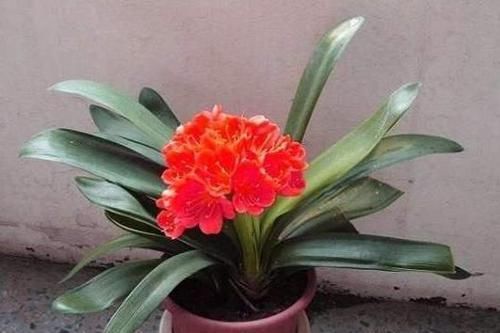 盆栽植物|养花：保证养一盆旺一盆？更换盆栽土添上这个好东西，没问题