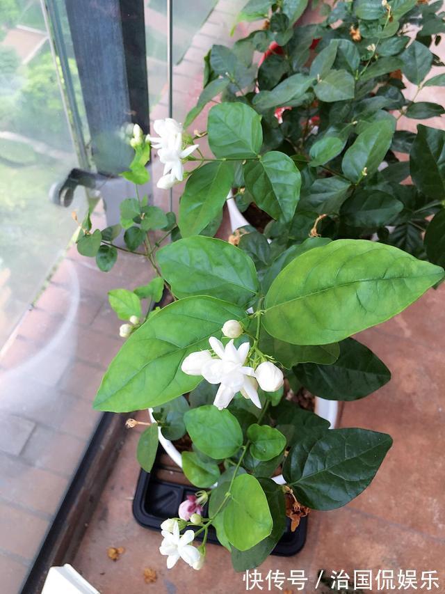 浇花|再好养的花,也不能这么浇水,正确方法要知道!