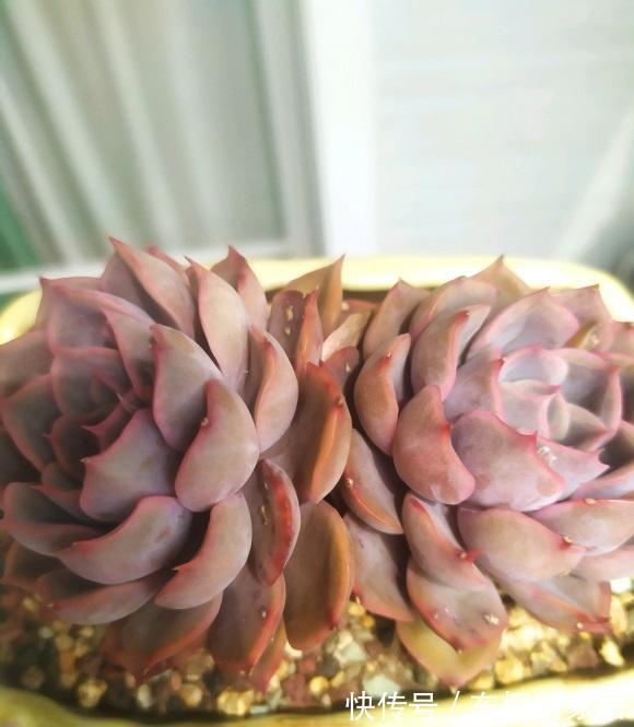 多肉|秋天终于来了，昼夜温差加大，多肉搬到室外，2周出状态！