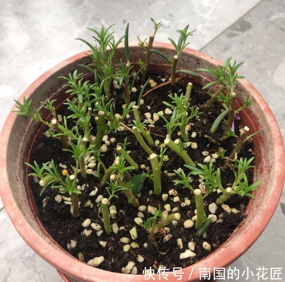 气生根|夏季也可以扦插繁殖的5种花,长根很快简单易活,由少变多