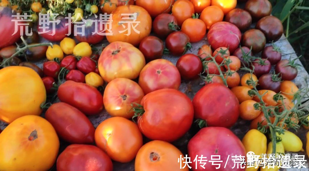 番茄的历史和有趣的事实