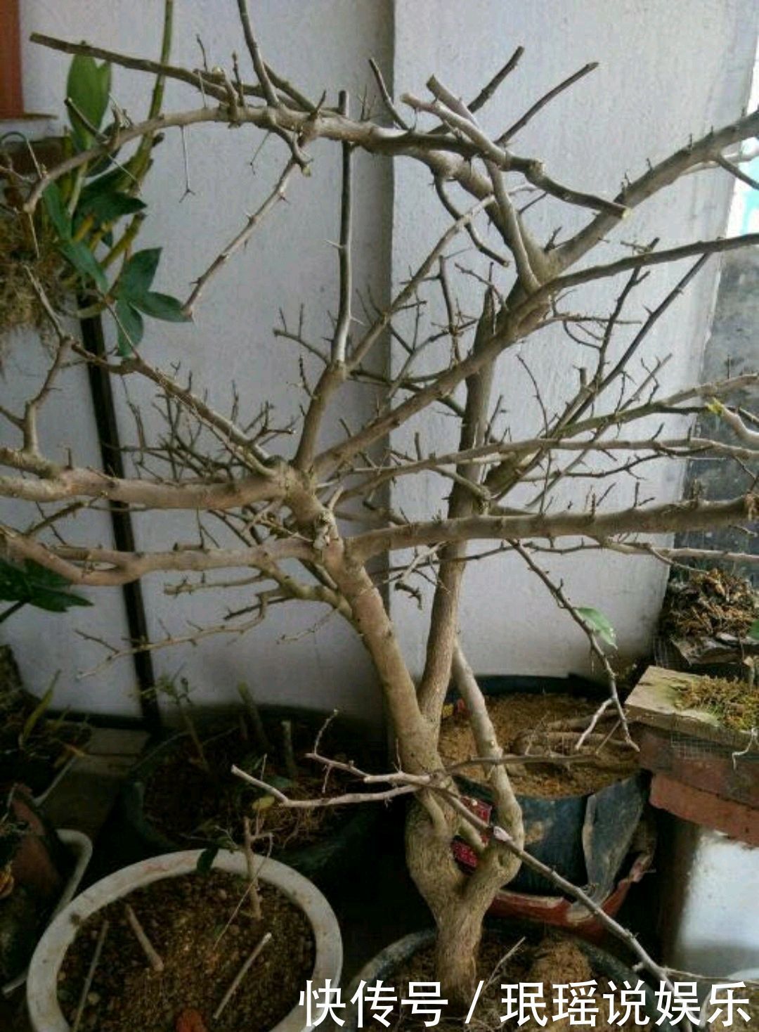 只要狠心,没有改造不了的三角梅盆景,看到效果图后太喜欢