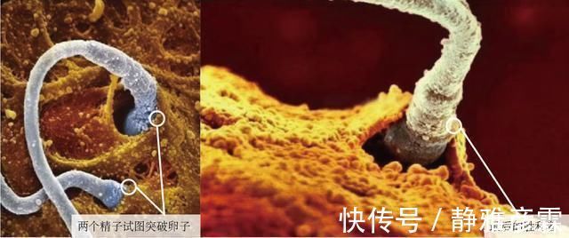 精子|胎儿是如何形成的10张图带你直观了解,看看生命有多神奇