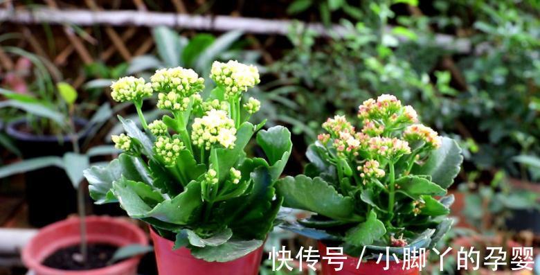 小苏打能用来催花？掌握住方法，长寿花用了呼呼开花，停不下来