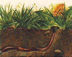 饼肥|3种东西用来养花,抓把撒到花盆中,十年不施肥,依旧开花