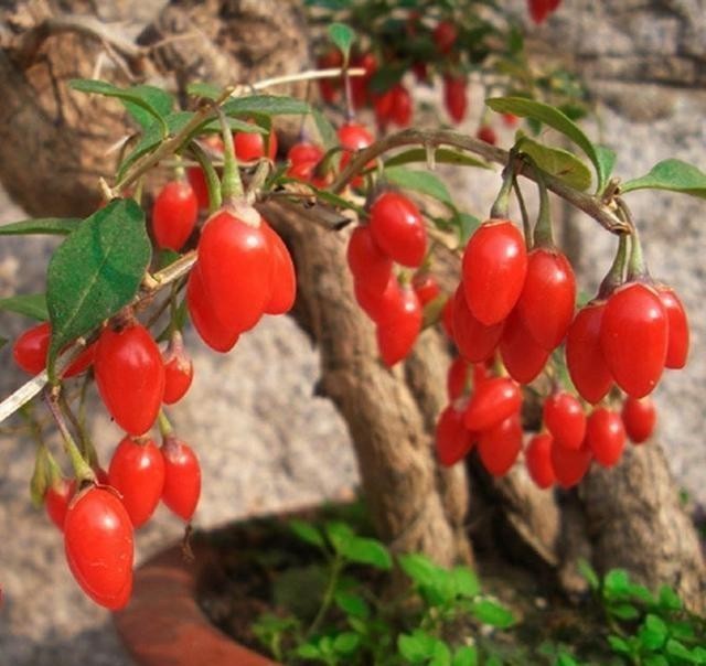 橘子|3种盆景,完全不怕寒冷,下雪也好好的,北方的花友就养它吧