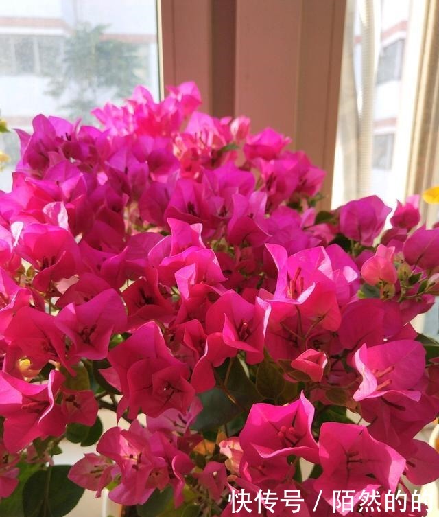 5种强悍花，个个晒不死，不晒就蔫巴，见光开大花，一开300天！