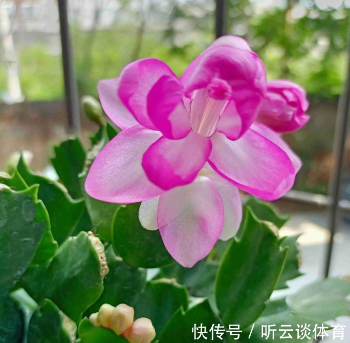 花芽|蟹爪兰长出这种叶子,立马掰掉它,嗖嗖冒花苞!
