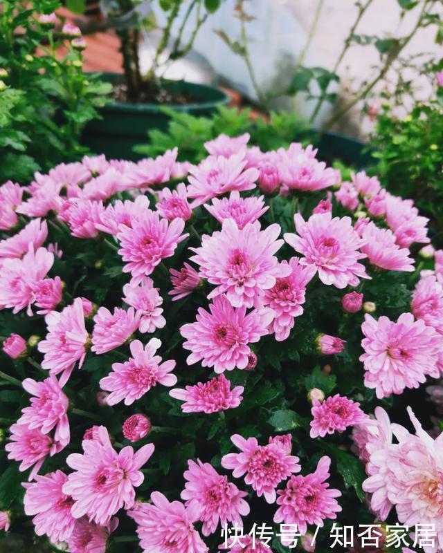 爆盆|养花技巧:折腾不死的25种花,咋养都爆盆,懒人最适合