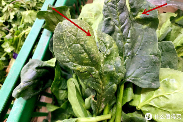 菜市场买菠菜，别管圆叶尖叶，切记“3不买”，回回挑到好菠菜