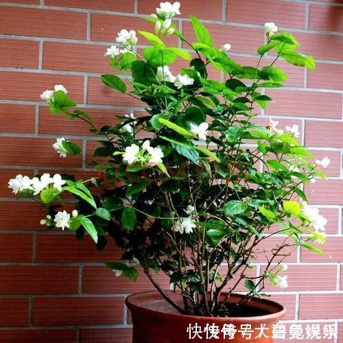 营养液|最厉害的养花营养液给茉莉花喝一勺,四季油绿,花开洁白