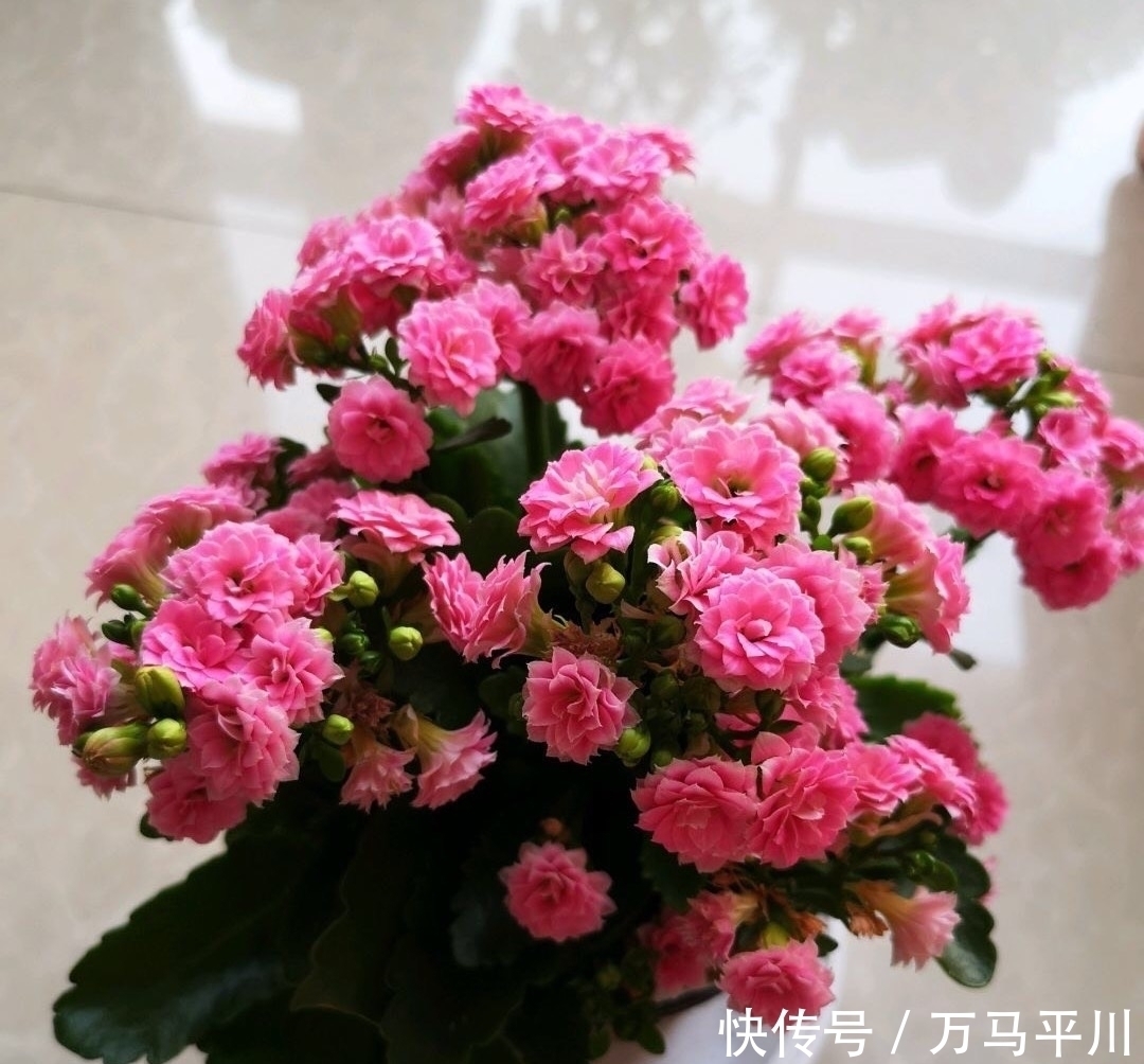 花苞|长寿花没花苞,用“两方法”,花苞越来越多,冬季“开爆花”