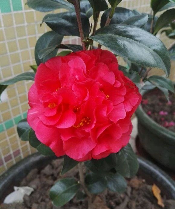 新手养花,不如养盆花中精品“茶花之王”,颜色艳丽,绚丽纷呈